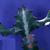 Euphorbia lactea