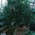Euphorbia tirucalli