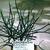 Euphorbia tirucalli