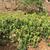 Euphorbia amygdaloides subsp. robbiae