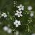 Euphorbia corollate
