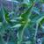 Euphorbia lathyris