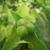 Euphorbia lathyris