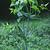 Euphorbia lathyris