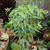 Euphorbia lathyris