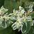 Euphorbia marginata