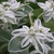 Variegated leaves