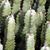 Euphorbia resinifera