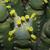 Euphorbia resinifera