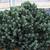 Euphorbia resinifera