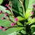 Detail of small reddish flowers