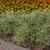 Euphorbia