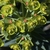 Yellow green bracts, Cyathium, and nectar glands