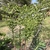 Upright plants with grayish leaves & green flower clusters.