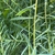 Leaves and stem