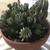 Plant with many offshoots