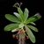 Form