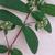 Leaves, flowers, stem