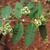 Leaves, flowers, stem