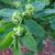 Leaves and flowers