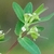 Serrated margins of leaves