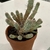 Form in a pot