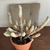 Mature house plant