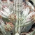Tiny flowers at the tips of stems