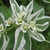 Flower detail