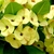 Creamy white round bracts subtending tiny flowers.