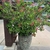 Large shrub in a container with pink bract