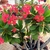 Shrub with red bracts and prickly stems.