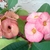 rounded bracts encircle tiny flowers.