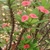Shrub with red bracts and prickly stems.