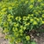 Euphorbia palustris Form Close-up (Davidson CountyNC)-April