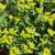 close-up of flowers, spring, Davidson County, NC