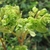 Small plant with many leaves and greenish cyathia.