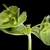 Close-up of leafy shoots with cyathia.