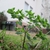 small plant growing as a weed in a yard.