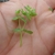 Hand cradling leafy shoot.