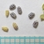 Close-up showing mericarps and seeds with reticulate testa.