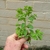 Hand holding uprooted plant with many small leaves