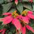 Flower and leaf