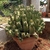 Form in a pot
