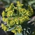 True flowers surrounding by bright green bracts