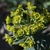 Euphorbia rigida bracts, flowers and nectar glands