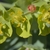up close of bracts and nectar glands March Cathy DeWitt ccbyNCND