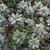 Euphorbia robbiae