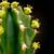 Close up of flower