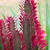 Succulent 3-angled, erect stems with 3 rows of red leaves.